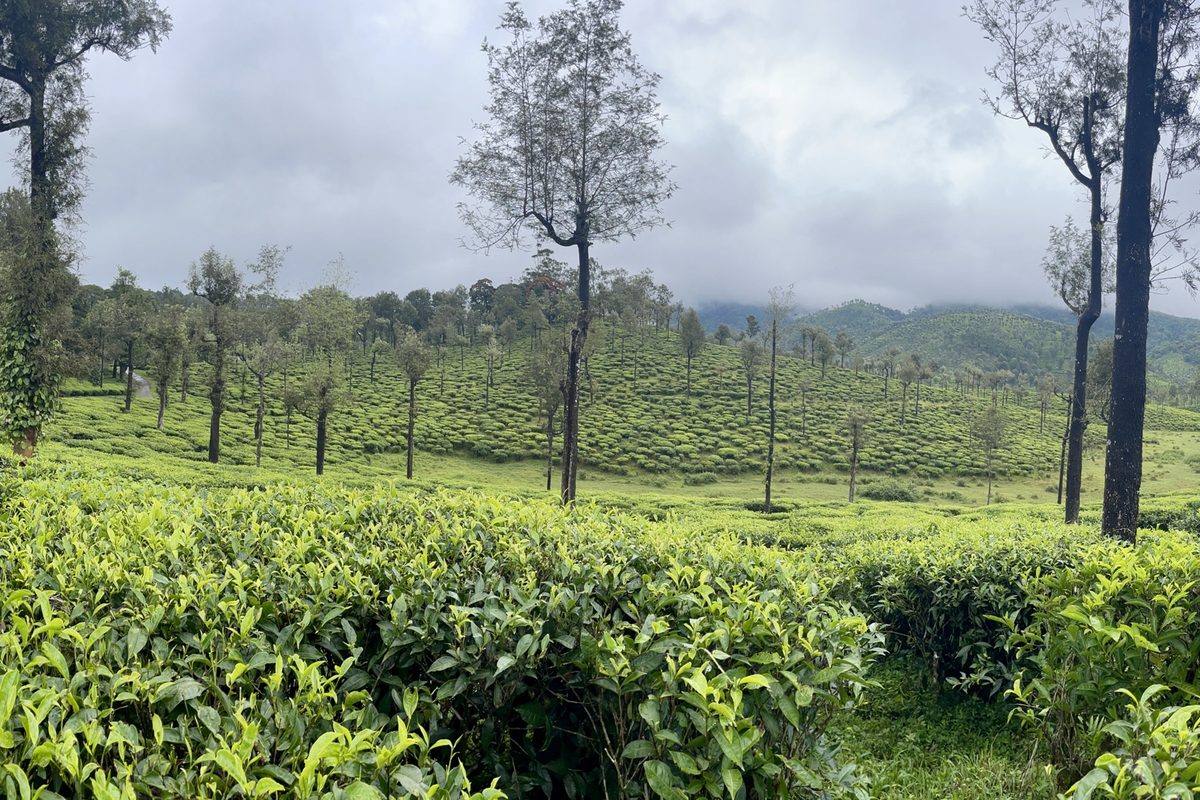 Tea bushes and shade trees across a working tea estate