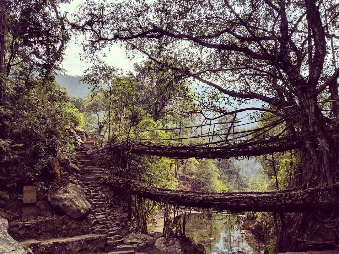 A double-decker living root bridge in Meghalaya